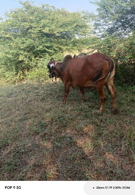 ગાય વેચવાની છે...