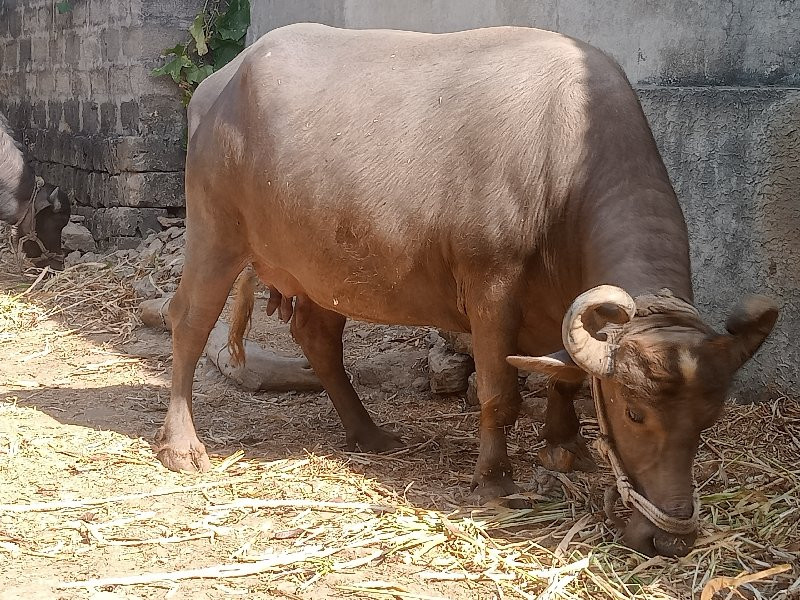 ભેંસ વેચવાની છે