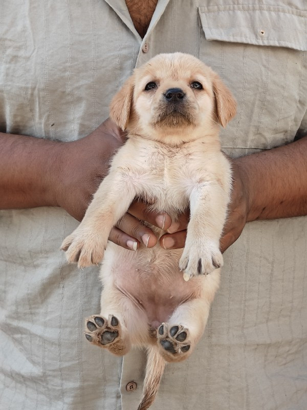 Labrador pupp