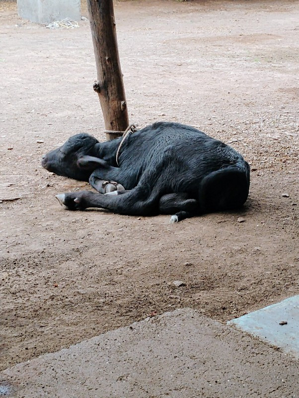 વેસવાનીછે