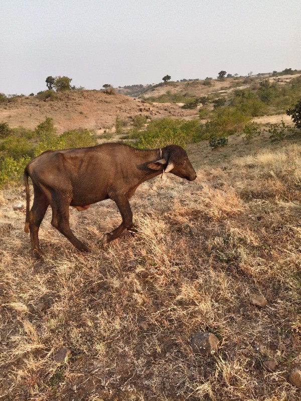 પાડા વેચવાનો છે