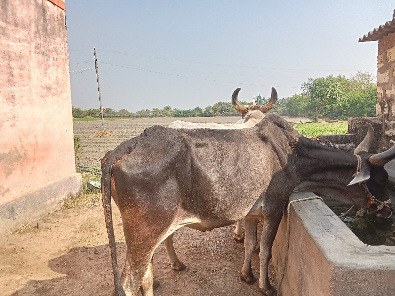 બરધ વેચવાના છે