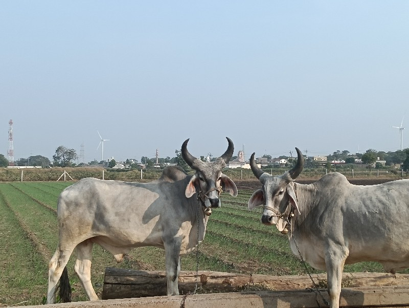 બળદ વેચવાના છે