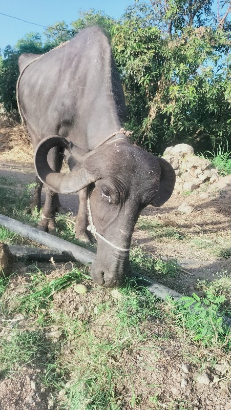 ખડેલી વેસવાની છ...