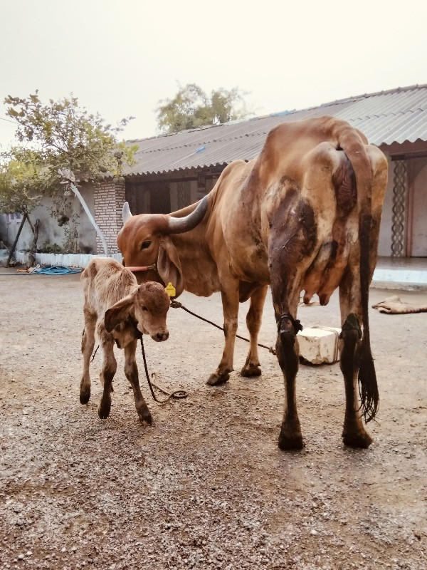 દેસીવોળકીવેસવાન...