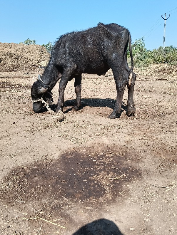 પાડો વેચવાનો છે