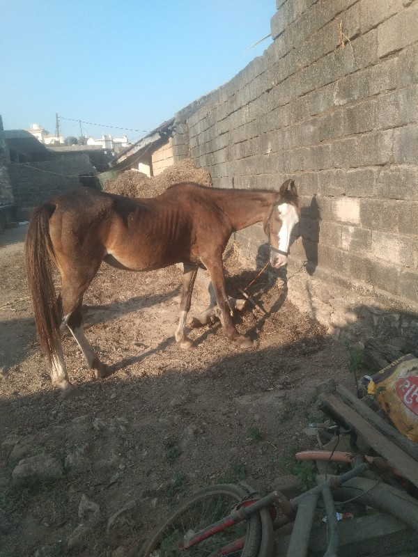 આ ઘોડી વેચવાની...