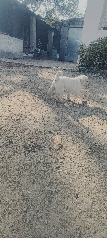 લેબરા ત્રણ ફીમે...