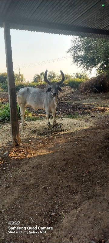 બળદ વેચવાના છે