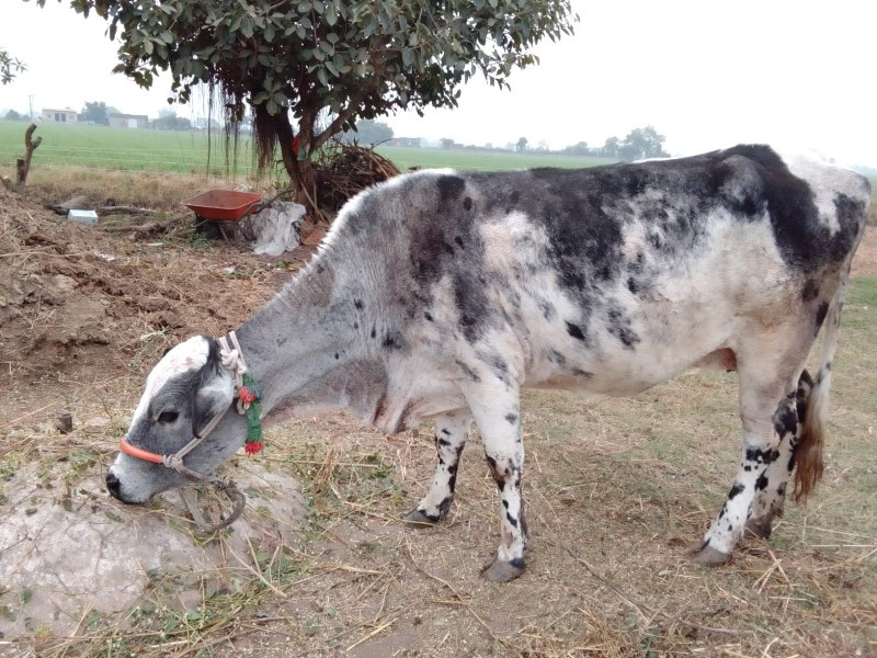 ગાઈવેશવનીશે