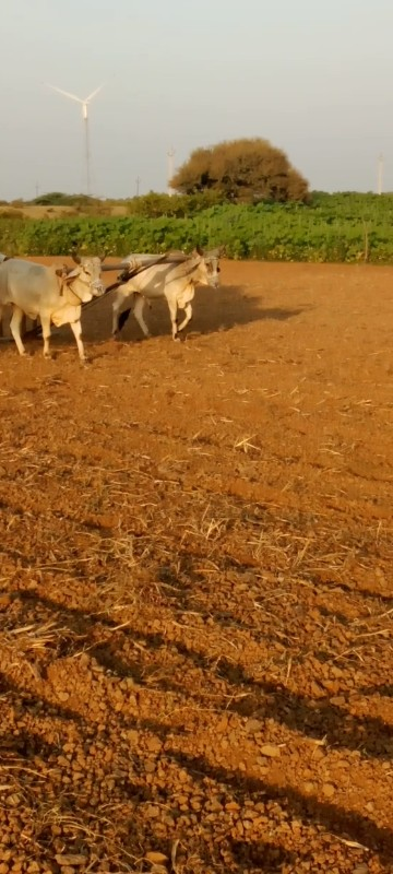 ગોઢળા વેચવા ના...