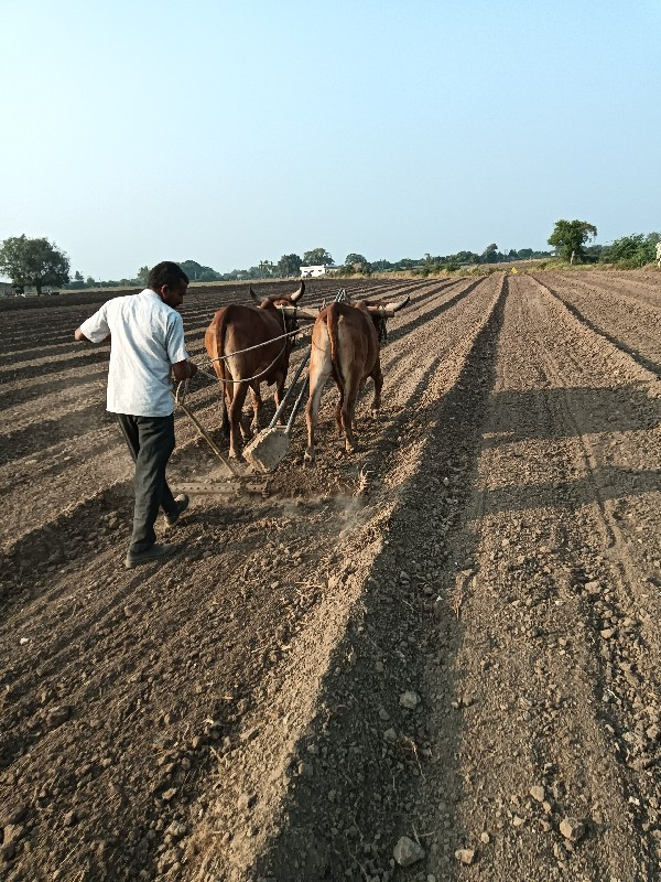 ગોઢલા વેસવા ના...