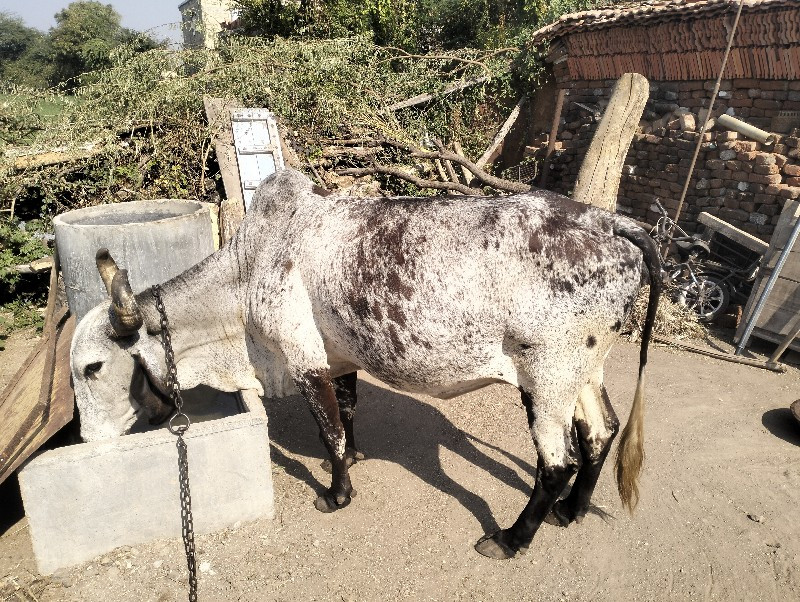 સફેદ કાબરી