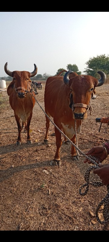 સાવ સોજા છે