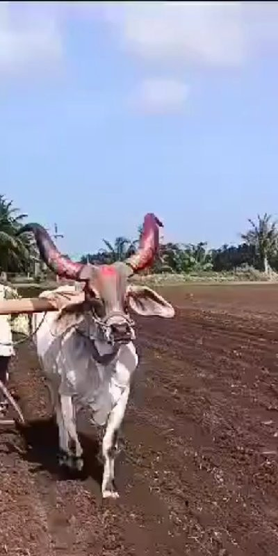 બળદ વેચવાનો છે