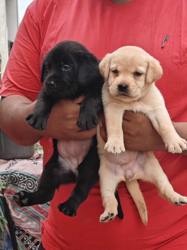 Labrador female