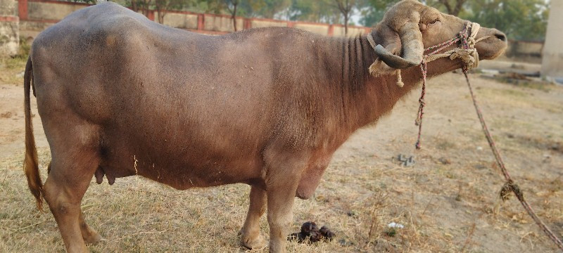 ભેંસ વેચવાની છે