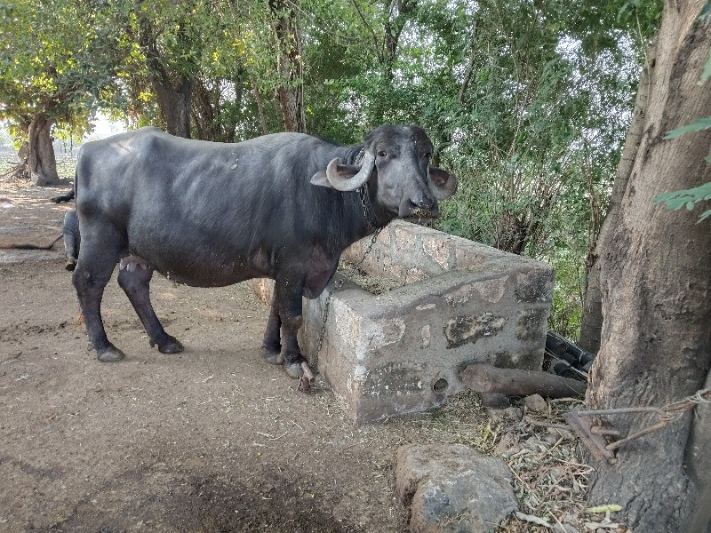 ભેસ વેચવાની છે...