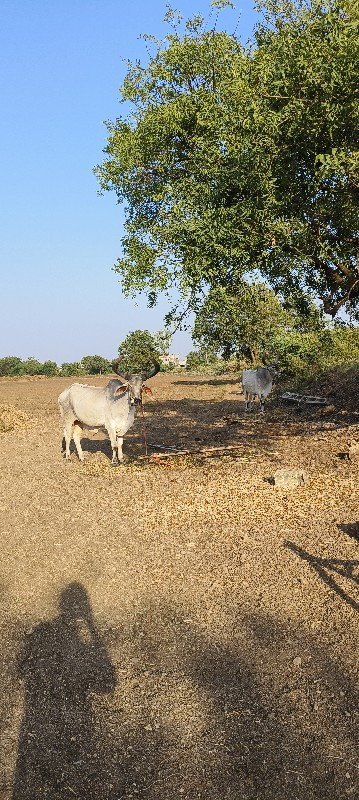 બળદ વેચવાના છે