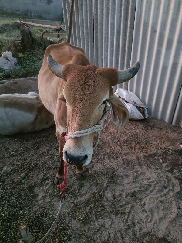 ગાય વેચવાની