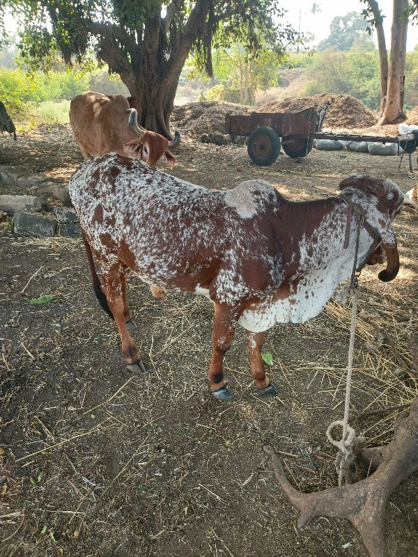 વારસો વેસવાનોશે