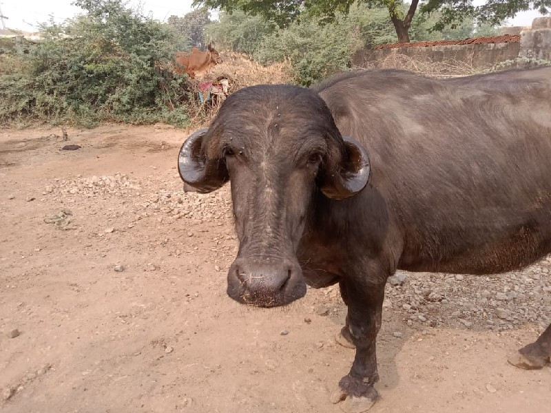 આ ખડેલી વેચવાની...