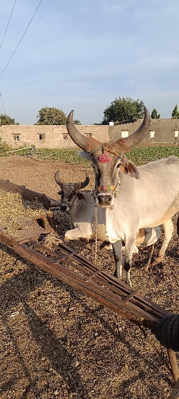 ગોઢલા બળદ વેચવા...