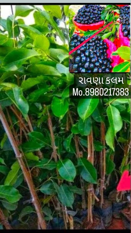 તમામ બાગાયતી રો...