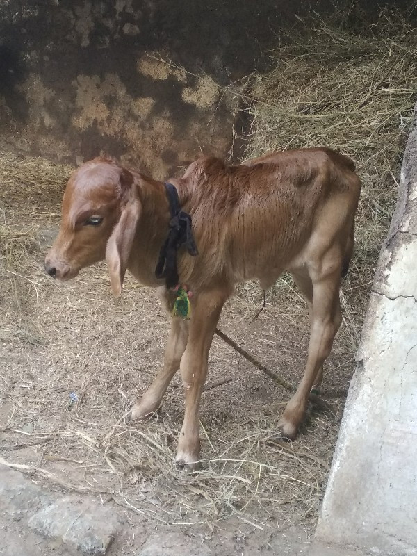 ગાય વેચવાની છે