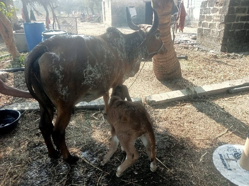 ગાય વેશવાની છે