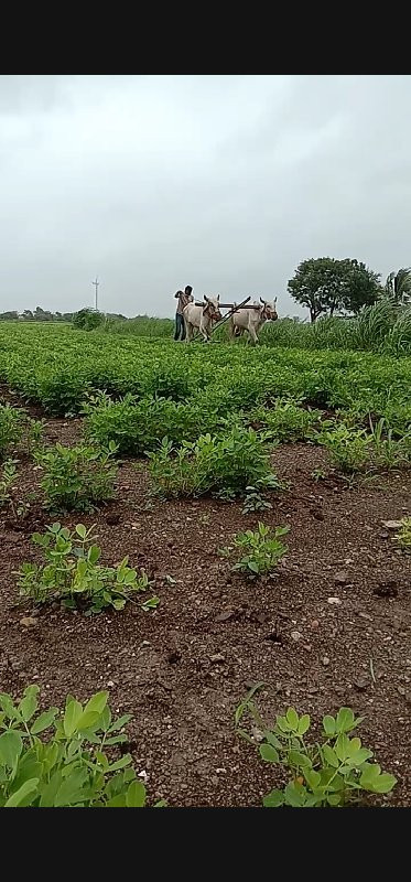 ગોધલા વહેંચવા ન...