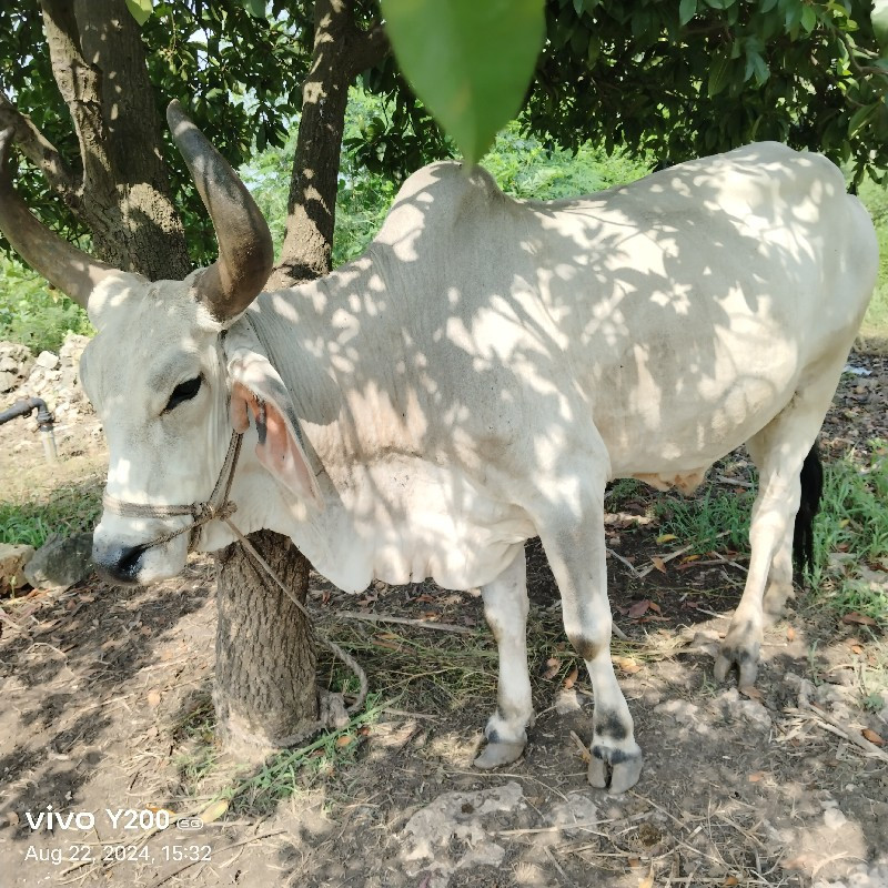 બેસવાના