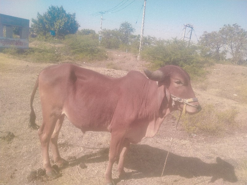 બળદ વેચવાનો છે