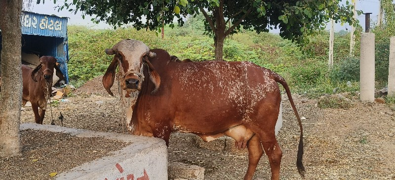 ગીર ગાય વેચવાની...