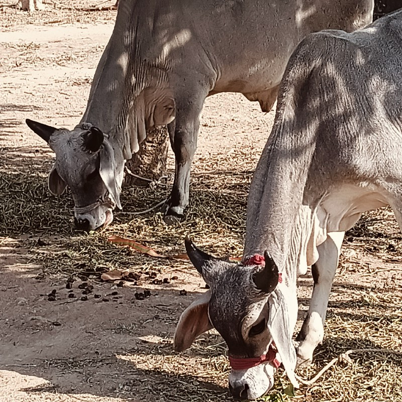 ગોંડલમાં વેચવા...