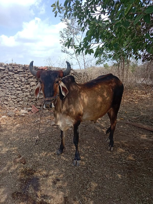 બળદ વેશવના સે