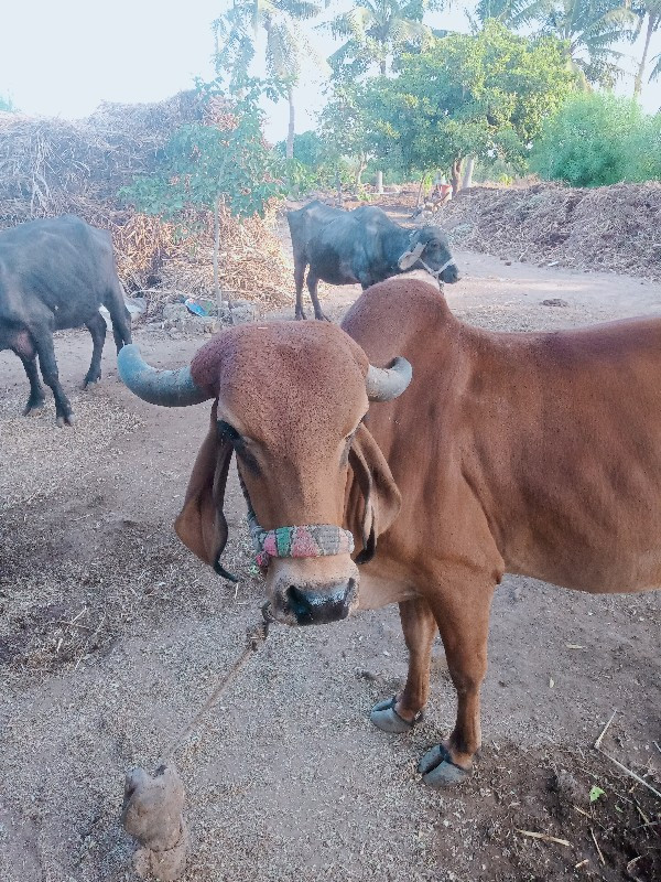 ગાય