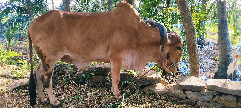 બરદ લેવાનો છે