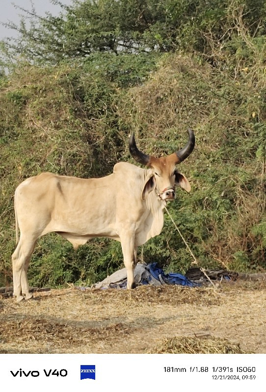 વેચવાનો છે