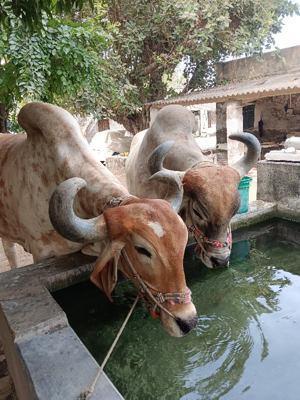 ગોધાલા