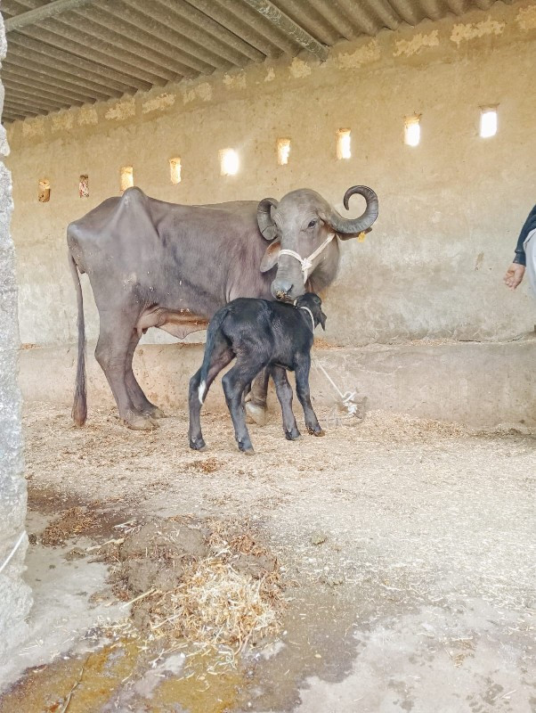 ભેંશ વેચવાની છે...