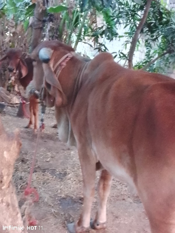 હોડકુ વેસવાનુ