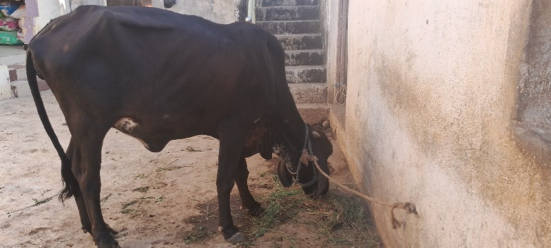 ગાય વેચવાની છે