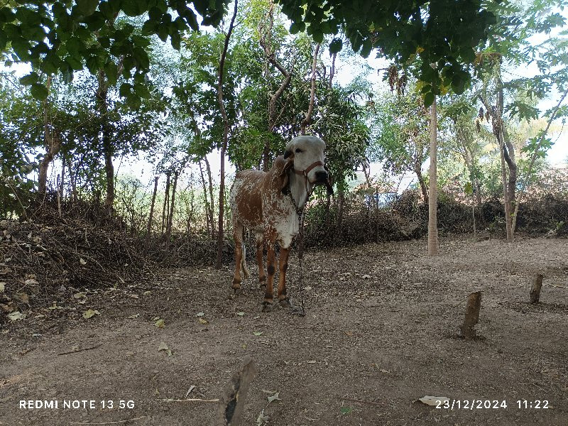 નંદી બનાવવા યોગ...