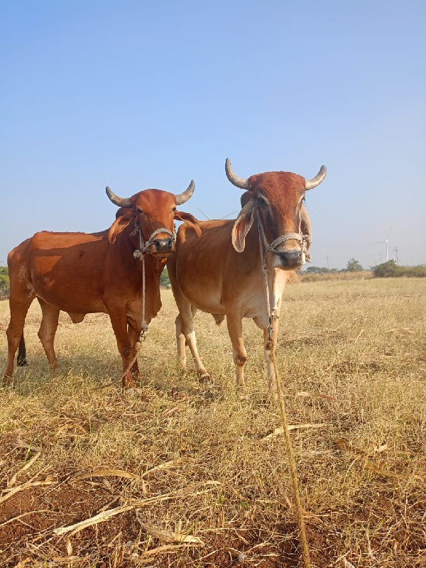 બળદ વેચવાના છે