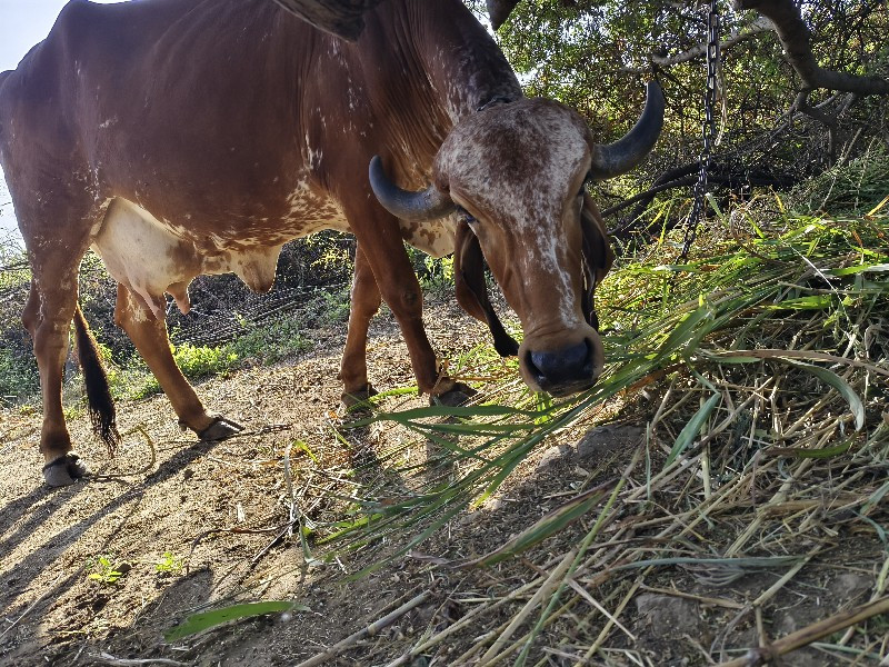 ગીર ગાય નું વલો...