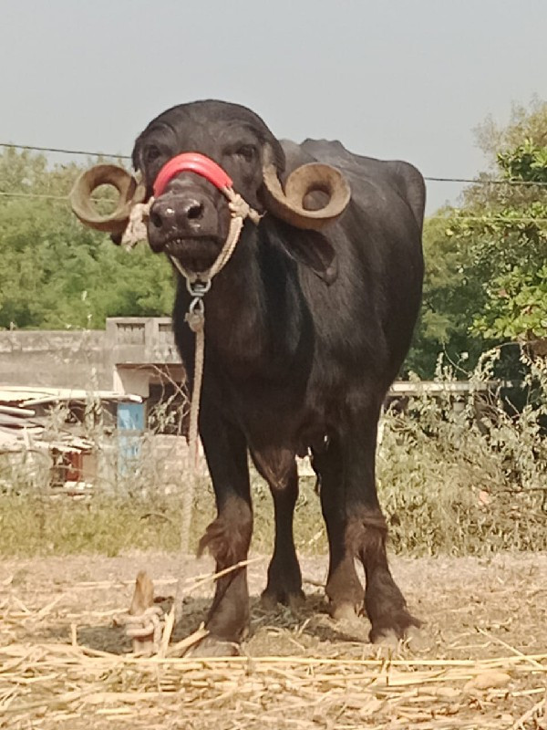 પેલું વેતર ખડેલ...