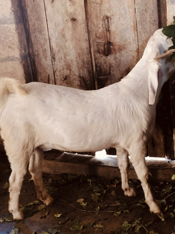 bakri