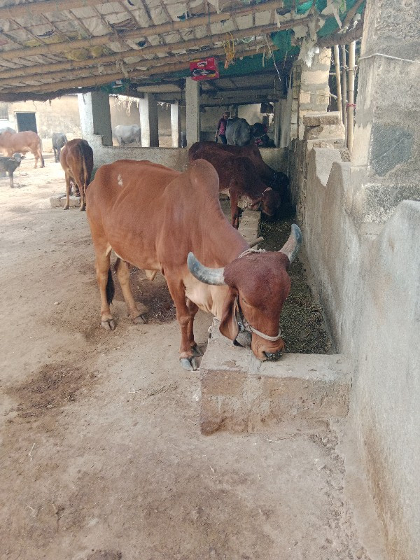 ગાય વેચવાની છે