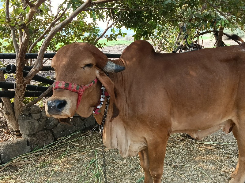 ગાય વેચવાની છે